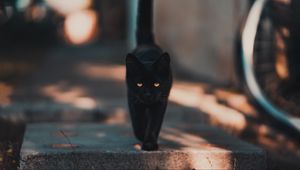 Preview wallpaper cat, kitten, black, walk