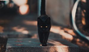 Preview wallpaper cat, kitten, black, walk