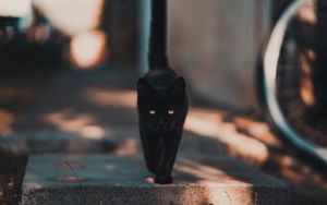 Preview wallpaper cat, kitten, black, walk