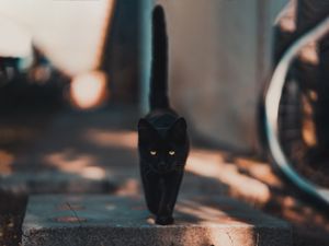 Preview wallpaper cat, kitten, black, walk
