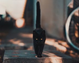 Preview wallpaper cat, kitten, black, walk