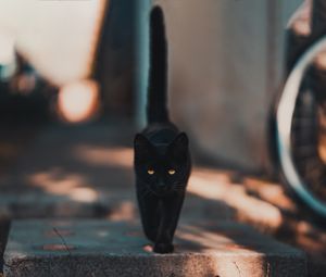 Preview wallpaper cat, kitten, black, walk