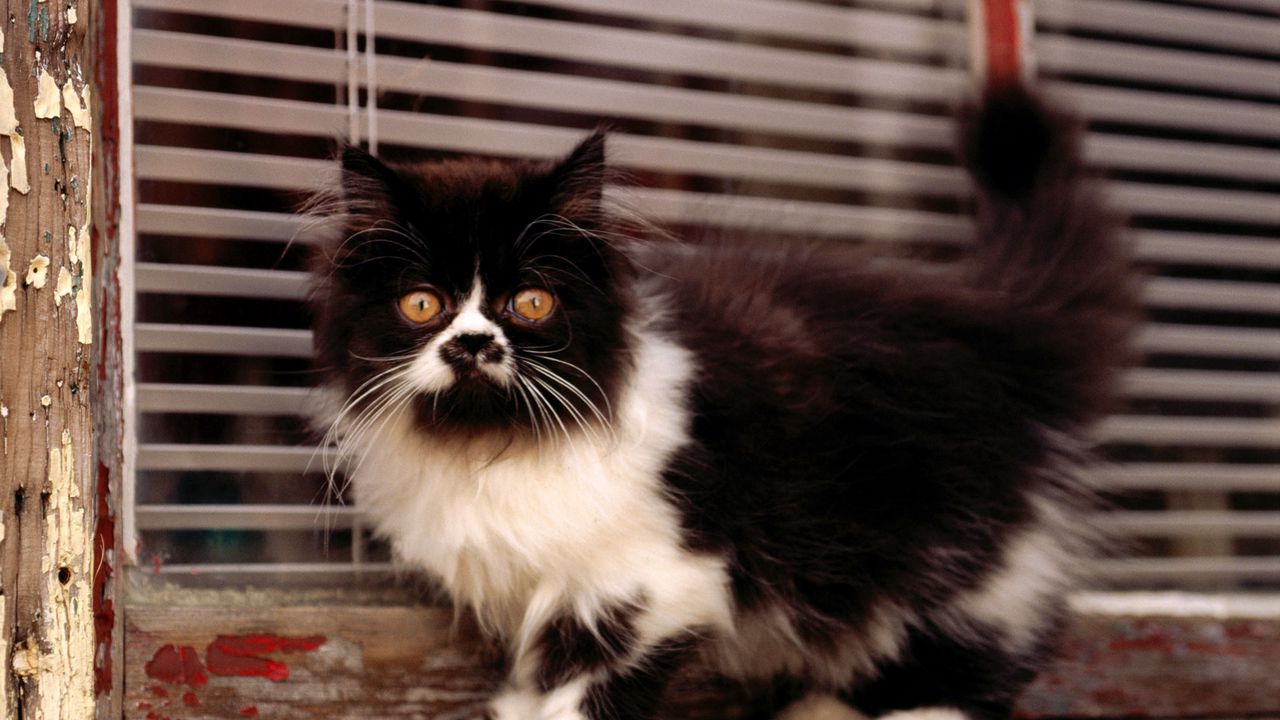 Wallpaper cat, kitten, black, white