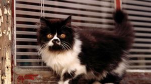 Preview wallpaper cat, kitten, black, white