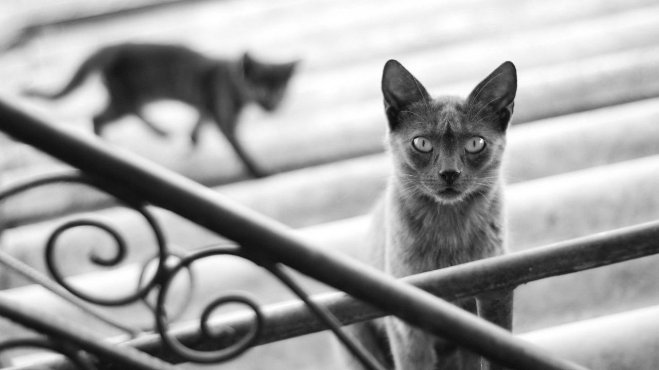 Wallpaper cat, kitten, black and white, railings, stairs, gray, shadow, silhouette, motion blur