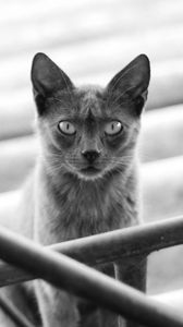 Preview wallpaper cat, kitten, black and white, railings, stairs, gray, shadow, silhouette, motion blur