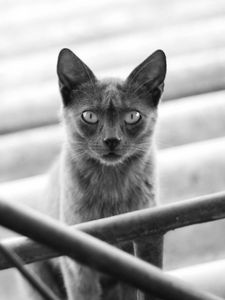 Preview wallpaper cat, kitten, black and white, railings, stairs, gray, shadow, silhouette, motion blur