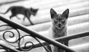 Preview wallpaper cat, kitten, black and white, railings, stairs, gray, shadow, silhouette, motion blur