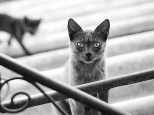 Preview wallpaper cat, kitten, black and white, railings, stairs, gray, shadow, silhouette, motion blur