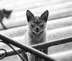 Preview wallpaper cat, kitten, black and white, railings, stairs, gray, shadow, silhouette, motion blur