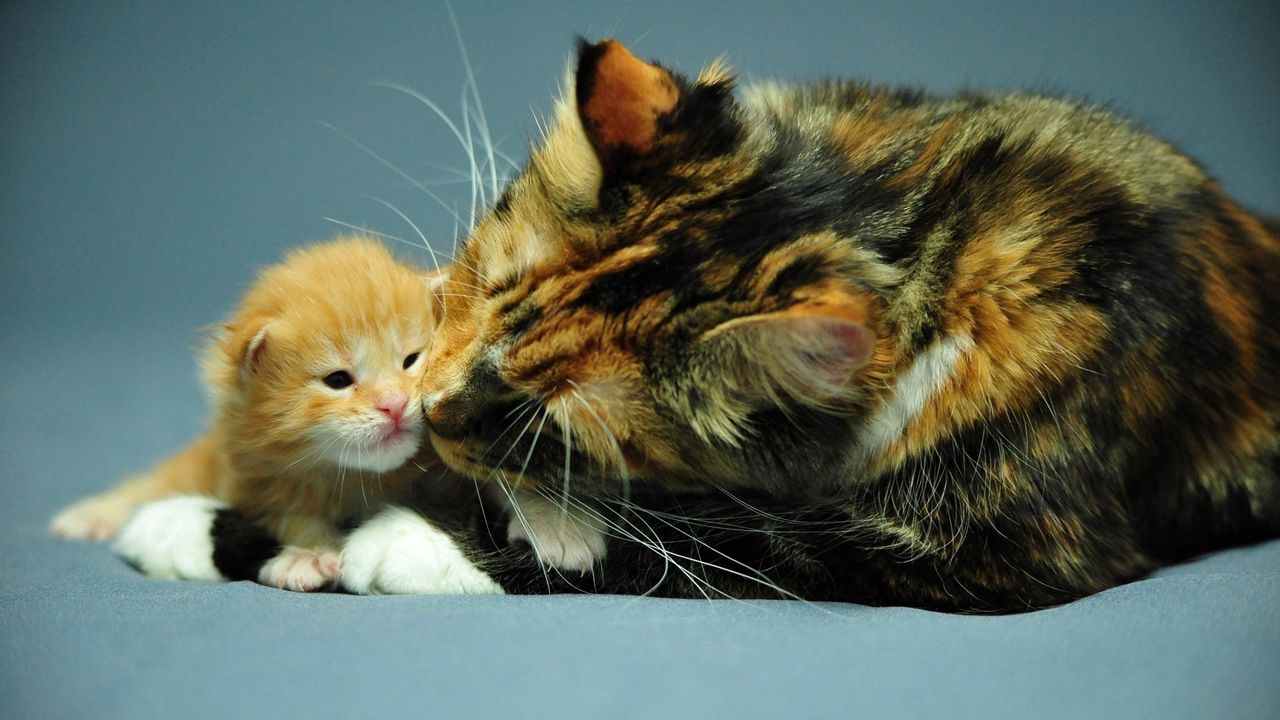 Wallpaper cat, kitten, care, attention
