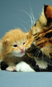 Preview wallpaper cat, kitten, care, attention