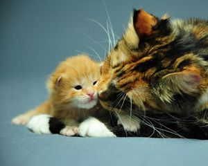 Preview wallpaper cat, kitten, care, attention