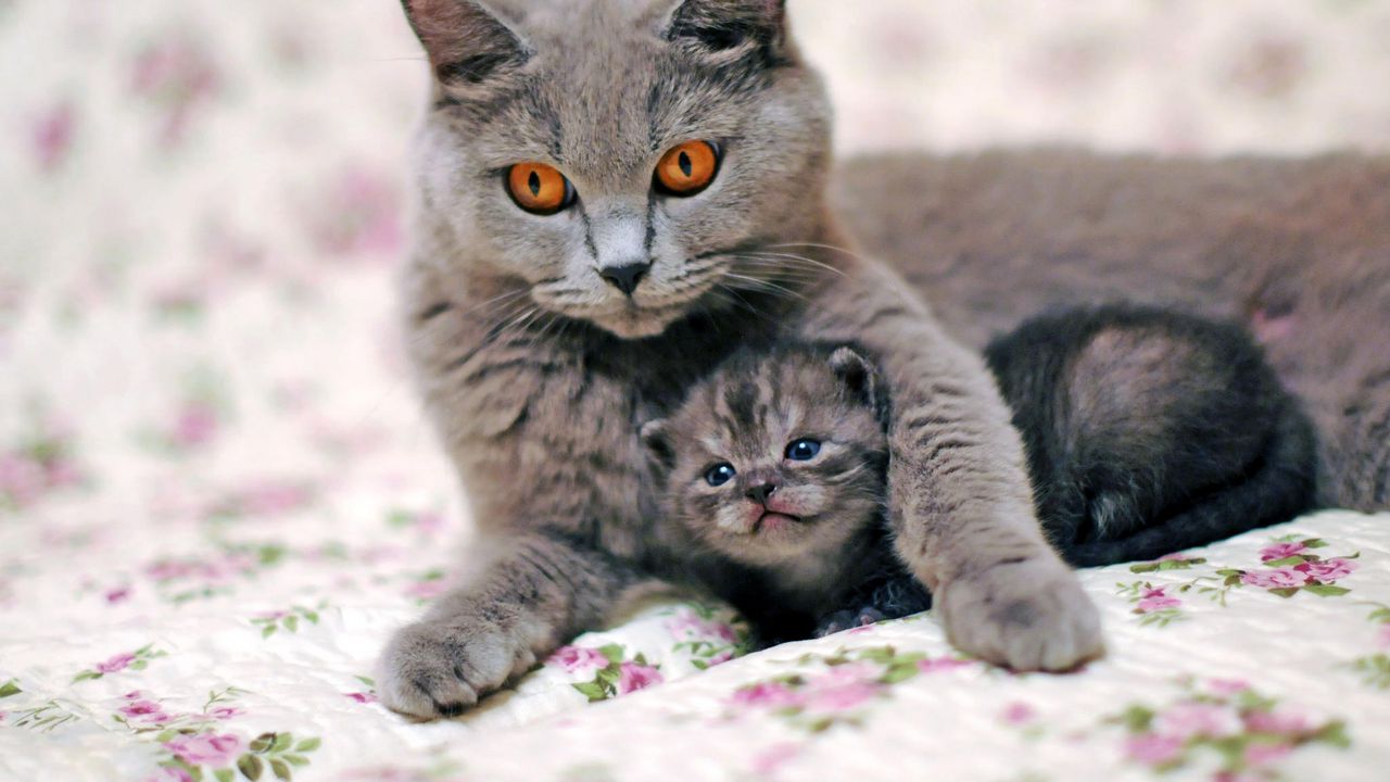 Wallpaper cat, kitten, caring, tenderness