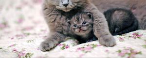 Preview wallpaper cat, kitten, caring, tenderness