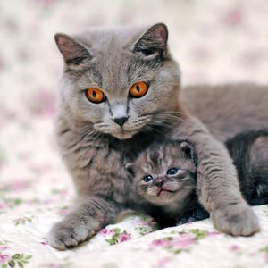Preview wallpaper cat, kitten, caring, tenderness