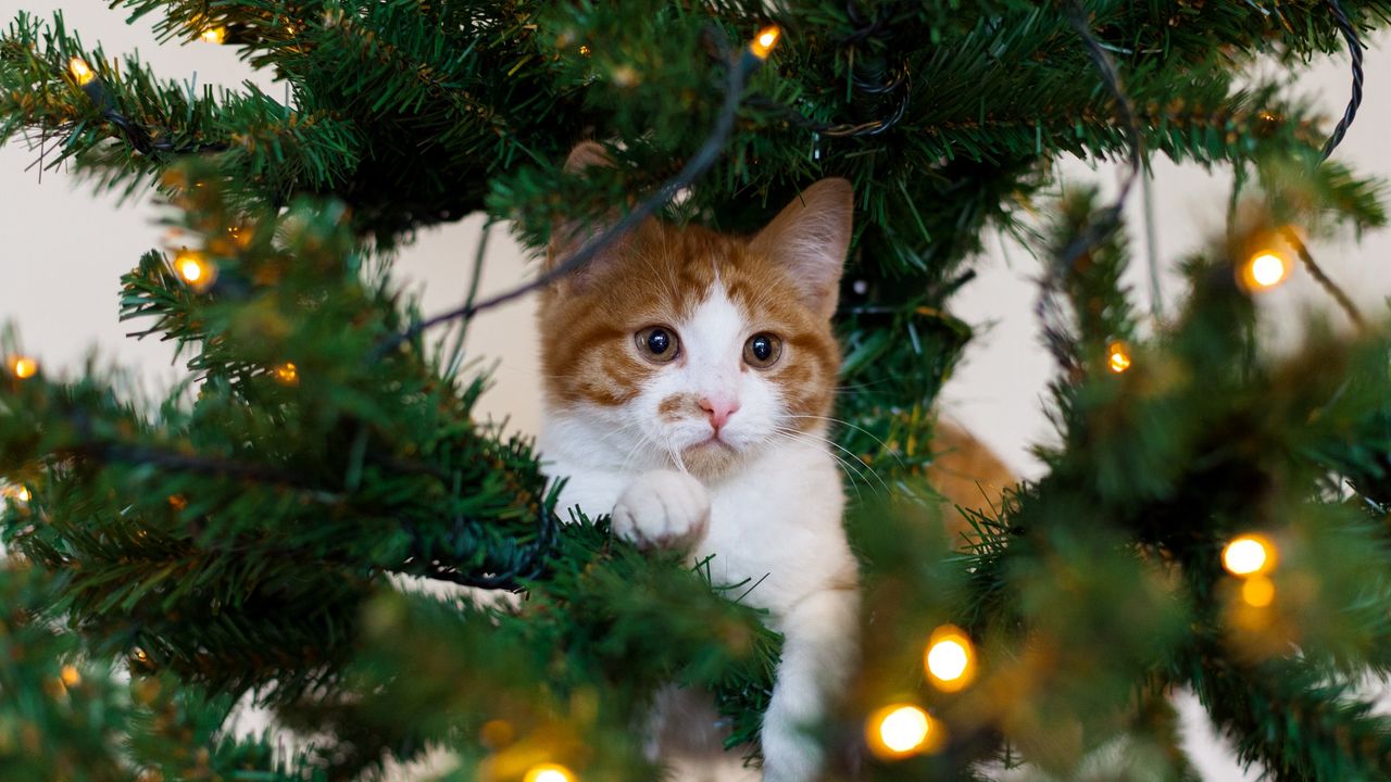 Wallpaper cat, kitten, christmas tree, playful