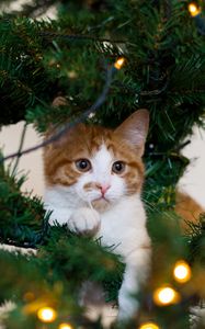 Preview wallpaper cat, kitten, christmas tree, playful