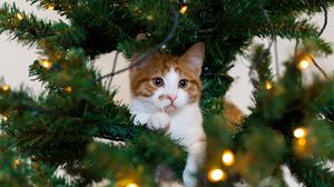 Preview wallpaper cat, kitten, christmas tree, playful