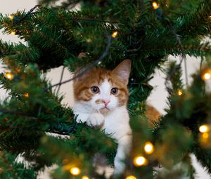 Preview wallpaper cat, kitten, christmas tree, playful