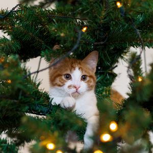 Preview wallpaper cat, kitten, christmas tree, playful