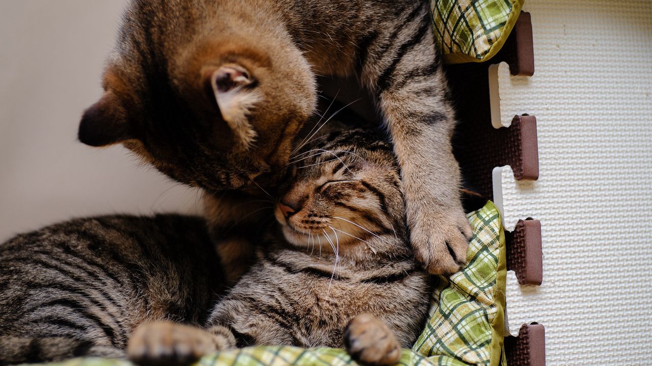 Wallpaper cat, kitten, couple, caring, lying