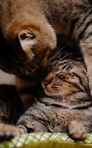 Preview wallpaper cat, kitten, couple, caring, lying