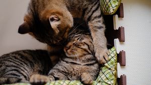 Preview wallpaper cat, kitten, couple, caring, lying