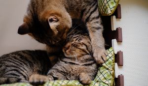 Preview wallpaper cat, kitten, couple, caring, lying