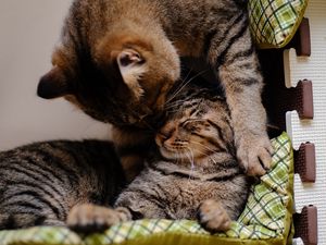 Preview wallpaper cat, kitten, couple, caring, lying