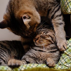 Preview wallpaper cat, kitten, couple, caring, lying