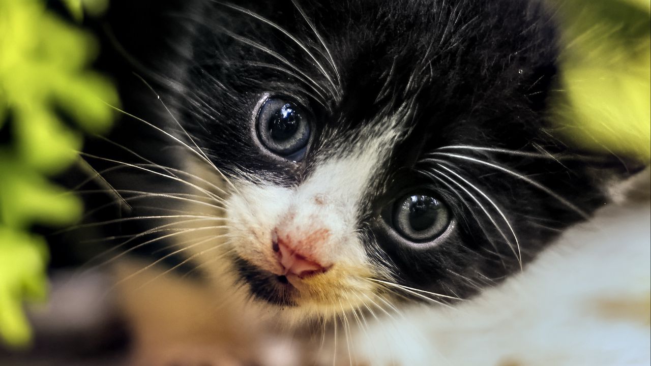 Wallpaper cat, kitten, cute, face, black, white