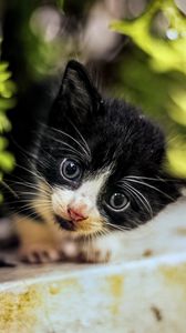 Preview wallpaper cat, kitten, cute, face, black, white