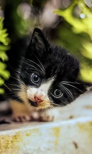 Preview wallpaper cat, kitten, cute, face, black, white