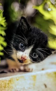 Preview wallpaper cat, kitten, cute, face, black, white