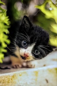 Preview wallpaper cat, kitten, cute, face, black, white