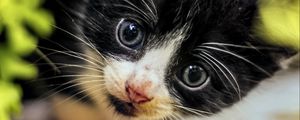 Preview wallpaper cat, kitten, cute, face, black, white