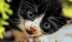 Preview wallpaper cat, kitten, cute, face, black, white