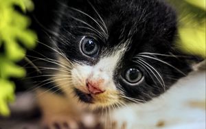 Preview wallpaper cat, kitten, cute, face, black, white