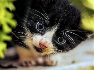 Preview wallpaper cat, kitten, cute, face, black, white