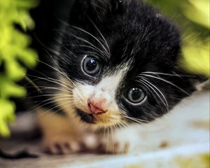 Preview wallpaper cat, kitten, cute, face, black, white