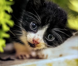 Preview wallpaper cat, kitten, cute, face, black, white