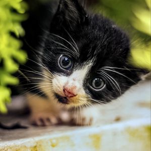 Preview wallpaper cat, kitten, cute, face, black, white