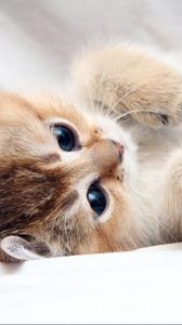 Preview wallpaper cat, kitten, cute, foot, face