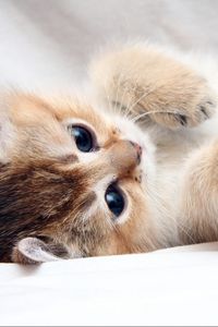 Preview wallpaper cat, kitten, cute, foot, face