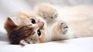 Preview wallpaper cat, kitten, cute, foot, face