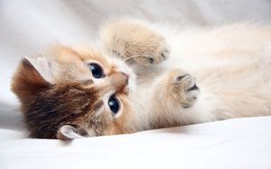 Preview wallpaper cat, kitten, cute, foot, face