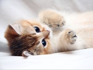 Preview wallpaper cat, kitten, cute, foot, face