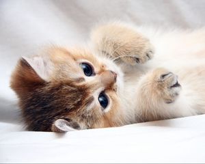 Preview wallpaper cat, kitten, cute, foot, face