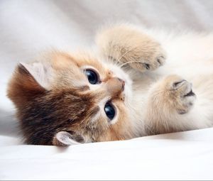 Preview wallpaper cat, kitten, cute, foot, face